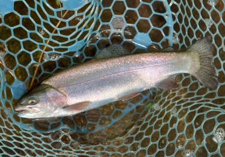 今季２匹目のイトウをキャッチ ～フィッシングパーク高島の泉～